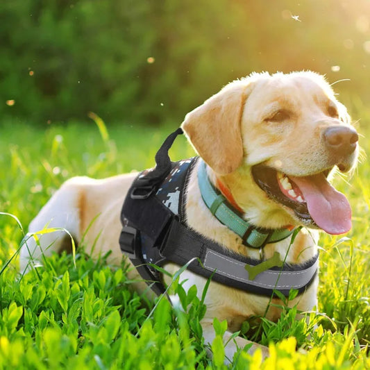 Service Dog Harness